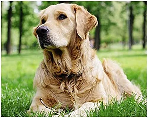 EPTIC 5D Diy Diamant-Malerei Kreuzstich Bastelset,Golden Retriever Diamond Painting 30x40cm,Stichdiamantstickerei,Kreuzstich Bild Art Crafts Hause Wanddekoration 30x40CM EPTIC 5D Diy Diamant-Malerei Kreuzstich Bastelset,Golden Retriever Diamond Painting 30x40cm,Stichdiamantstickerei,Kreuzstich Bild Art Crafts Hause Wanddekoration 30x40CM von EPTIC