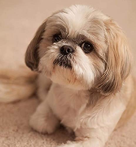 EPTIC 5D DIY Diamond Painting Shih Tzu, Modern Diamond Painting Cross Stitch Embroidery, 30x40CM, Unisex, Not Foldable von FangZin