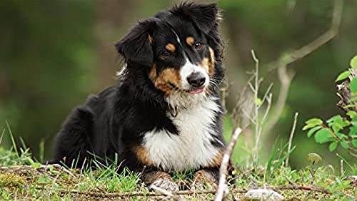 EPTIC DIY 5D Diamond Painting Kit Vollbohrer Australian Shepherd Dog Diamantmalerei Kreuzstich Malerei Strass Stickerei Handwerk Für Zuhause Wanddekoration 30x40CM von EPTIC