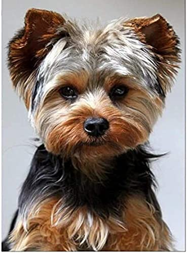 EPTIC DIY 5D Diamond Painting Kits für Kinder, Diamond Painting Pictures, Yorkshire Terrier, Full Diamond Round Strasssteine, Full Drill 30x40CM EPTIC DIY 5D Diamond Painting Kits für Kinder, Diamond Painting Pictures, Yorkshire Terrier, Full Diamond Round Strasssteine, Full Drill 30x40CM von EPTIC