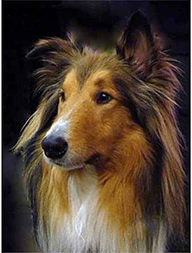 EPTIC DIY 5D Diamond Painting Rauer Collie Hund Malen nach Zahlen Kits Stickerei Zeichnung Strass Kunsthandwerk 30x40CM EPTIC DIY 5D Diamond Painting Rauer Collie Hund Malen nach Zahlen Kits Stickerei Zeichnung Strass Kunsthandwerk 30x40CM von EPTIC