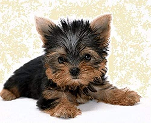 EPTIC DIY 5D Diamond Painting Set, Yorkshire Terrier Puppy Painting By Numbers Diamond, Diamond Painting Arts Craft For Home Wall Decor 30x40CM EPTIC DIY 5D Diamond Painting Set, Yorkshire Terrier Puppy Painting By Numbers Diamond, Diamond Painting Arts Craft For Home Wall Decor 30x40CM von EPTIC