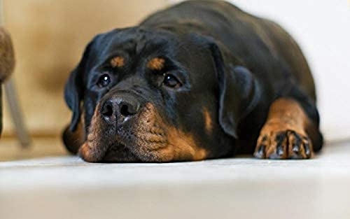 EPTIC DIY Handmade 5D Diamond Painting Kit Sad Rottweiler Round Diamond Stickerei Bild Home Decor Wall Art 30x40CM EPTIC DIY Handmade 5D Diamond Painting Kit Sad Rottweiler Round Diamond Stickerei Bild Home Decor Wall Art 30x40CM von EPTIC