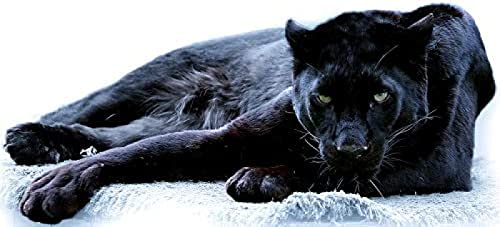 EPTIC DIY Handmade 5D Diamond Painting Kit Schwarzer Panther Diamantstickerei Bild Heimtextilien Wandkunst 40x40CM EPTIC DIY Handmade 5D Diamond Painting Kit Schwarzer Panther Diamantstickerei Bild Heimtextilien Wandkunst 40x40CM von EPTIC