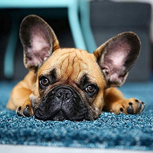 EPTIC Diamond Painting Children's 5D French Bulldog Puppy DIY Painting By Numbers Adult Diamond Painting Birthday Gifts 50x50CM EPTIC Diamond Painting Children's 5D French Bulldog Puppy DIY Painting By Numbers Adult Diamond Painting Birthday Gifts 50x50CM von EPTIC