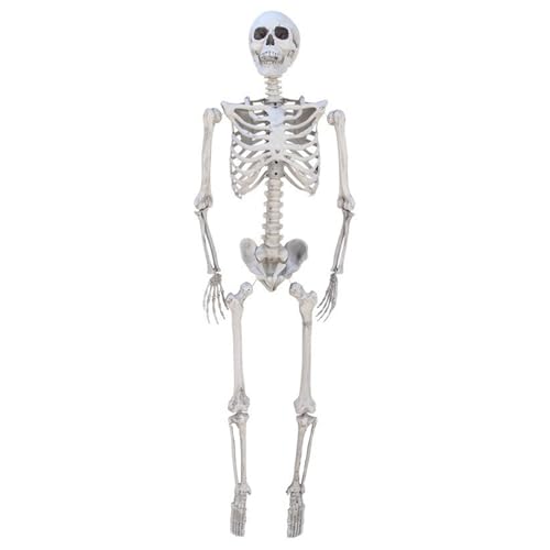 165cm Halloween Lebensgröße Skelett Ganzkörper menschliche Knochen mit beweglichen Gelenken für Party Requisite Gruselfriedhof Spukhaus Rasenhof Dekor 165cm Halloween Lebensgröße Skelett Ganzkörper menschliche Knochen mit beweglichen Gelenken für Party Requisite Gruselfriedhof Spukhaus Rasenhof Dekor von ESTTO