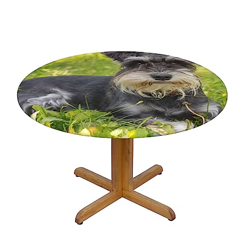 EVANEM Runde Tischdecke, wasserdicht, elastisch, kleine Miniatur-Schnauzer-Druck, abwaschbar, für Abendessen, Outdoor, Picknick von EVANEM