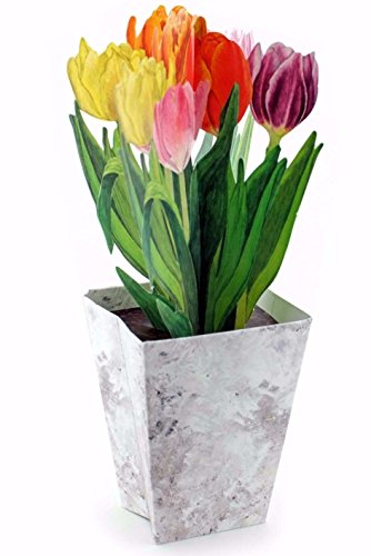 "BUNTE TULPEN" Pop-Up-Karte / 3 D-Faltkarte mit Blumen - die ideale Grusskarte im Frühling oder zu Ostern; mit Umschlag von Edition Colibri