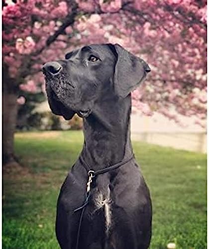 Eiialerm Erwachsene Stickerei Kreuzstich Schwarze Deutsche Dogge 11CT Vorgedruckte Leinwand Kreuzstich Set AnfäNger Stickbilder, für Wandkunst-Heimdekoration 40X50cm von Eiialerm