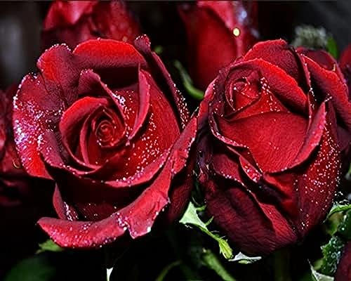 Eiialerm Kreuzstich Stickpackungen Romantische rote Rose DIY Vorgedruckt Kreuzstich Stickbilder 11CT Sticken Set für Erwachsene Anfänger Home Decor 40x50cm von Eiialerm