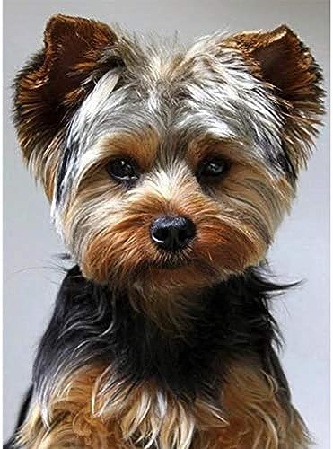 Eiialerm Kreuzstich Stickpackungen Yorkshire-Terrier DIY Vorgedruckt Kreuzstich Stickbilder 11CT Sticken Set für Erwachsene Anfänger Home Decor 40x50cm Eiialerm Kreuzstich Stickpackungen Yorkshire-Terrier DIY Vorgedruckt Kreuzstich Stickbilder 11CT Sticken Set für Erwachsene Anfänger Home Decor 40x50cm von Eiialerm