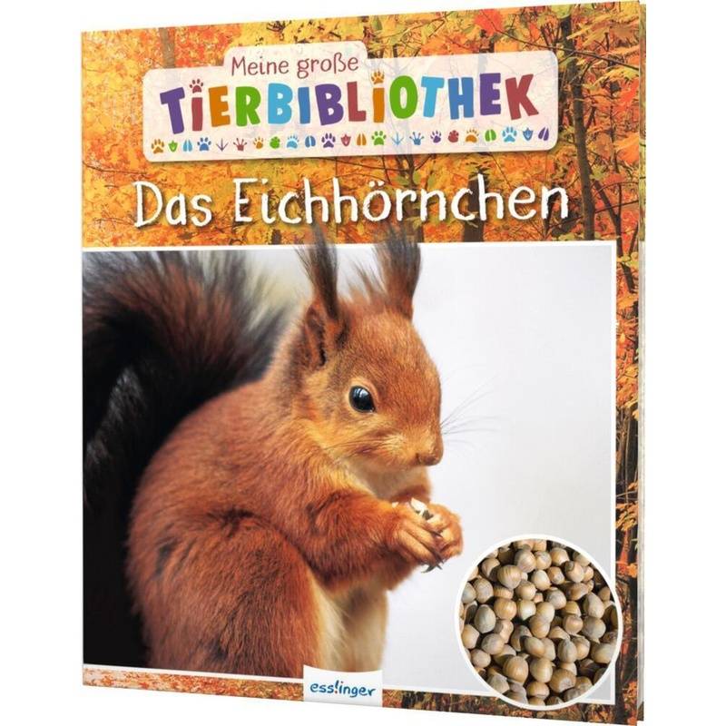 Das Eichhörnchen / Meine Große Tierbibliothek Bd.20 - Stéphanie Ledu-Frattini, Gebunden von Esslinger in der Thienemann-Esslinger Verlag GmbH