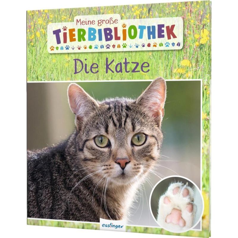 Die Katze / Meine Große Tierbibliothek Bd.19 - Stéphanie Ledu-Frattini, Gebunden von Esslinger in der Thienemann-Esslinger Verlag GmbH