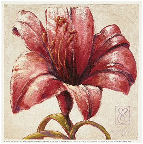 Eurographics PRE1210 Paula Reed, Red Lily Bloom 18 x 18 cm, Hochwertiger Kunstdruck - Lilien von Eurographics