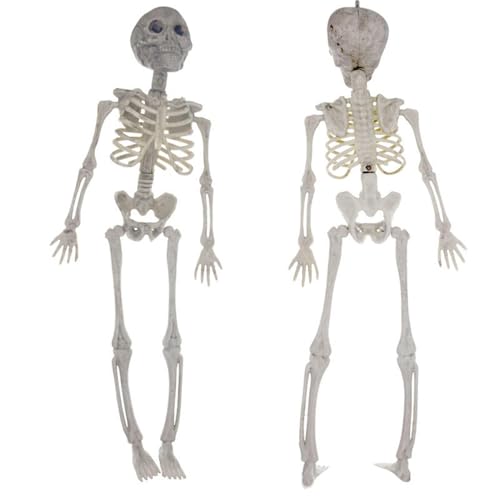 Eventerde Skelett-Actionfigur - Bewegliche Gelenke Schädel Ganzkörper menschlicher Knochen Modell Spielzeug,Realistisches Schädel-Ganzkörper-Knochen-Spielzeug Geschenke Indoor Outdoor Party Decor von Eventerde