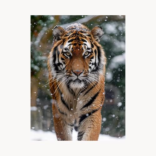 Malen Nach Zahlen Erwachsene, Malen Nach Zahlen Winter, DIY Set Erwachsene mit Acrylfarben Set Leinwand Bilder Tiger 80 x 110 cm Pinselset, Paint by Numbers, Zimmer Deko Geschenke für Frauen FYH-7485 Malen Nach Zahlen Erwachsene, Malen Nach Zahlen Winter, DIY Set Erwachsene mit Acrylfarben Set Leinwand Bilder Tiger 80 x 110 cm Pinselset, Paint by Numbers, Zimmer Deko Geschenke für Frauen FYH-7485 von FANLIGZU