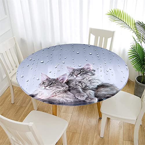 FANSU 3D Runde Tischdecke Abwaschbar, Katzen Motiv Wasserdicht Elastische Lotuseffekt Tischdecken Fleckschutz Abwischbar Tischtuch für Küchentisch Garten (Graue Katze,Durchmesser 120cm) von FANSU