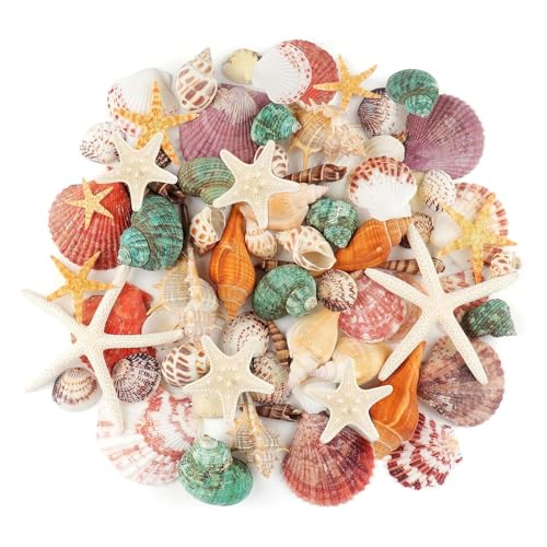 FDHBDF 65 Stück Meeresmuscheln, Gemischtes Muschelset, Muschel, Jakobsmuschel, Seestern, Dekorationsmaterial für DIY-Basteleien FDHBDF 65 Stück Meeresmuscheln, Gemischtes Muschelset, Muschel, Jakobsmuschel, Seestern, Dekorationsmaterial für DIY-Basteleien von FDHBDF