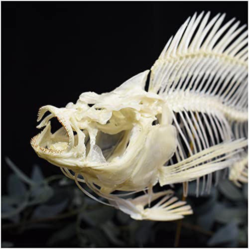 Tilapia Skelett Modell Tier Zahn Fisch Schädel Fossil Fisch Knochen Exemplar Lehrwerkzeug Home Ornament Fotografie Requisiten von FHUILI