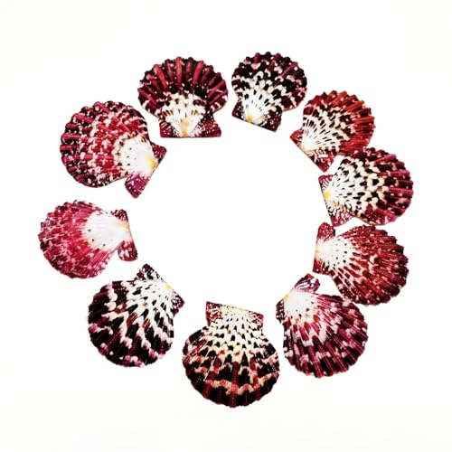 Muscheln zum Dekorieren, 10 Stück, 4–6 cm, königlicher Umhang, Jakobsmuscheln, natürliche Cryptopecten, Pallium, bunte Perlen, Anhänger für Schmuckherstellung, Halskettenzubehör von FOSANGNANTU