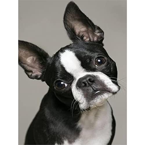 FPTZL Diamant-Malerei-Set, Boston Terrier, Vollbohrer, runde Perlen, Diamant-Kunst, Edelsteine, DIY-Set, Wanddekoration, 50 x 50 cm FPTZL Diamant-Malerei-Set, Boston Terrier, Vollbohrer, runde Perlen, Diamant-Kunst, Edelsteine, DIY-Set, Wanddekoration, 50 x 50 cm von FPTZL