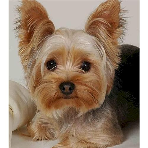 DIY Diamant Painting Bilder, 5D Diamond Painting Set, Yorkshire-Terrier Vollbohrer Diamond Art Painting Kits,Diamant Malerei Bilder Nach Zahlen,für Kinder Erwachsene, Wand Art Dekor 30x40cm DIY Diamant Painting Bilder, 5D Diamond Painting Set, Yorkshire-Terrier Vollbohrer Diamond Art Painting Kits,Diamant Malerei Bilder Nach Zahlen,für Kinder Erwachsene, Wand Art Dekor 30x40cm von FanSee