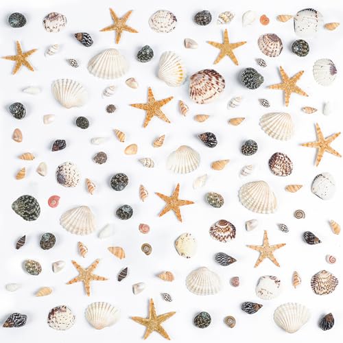 Fangoo 1300 Stücke Tiny Sea Muscheln Kleine Natürliche Seesterne Mixed Ocean Beach Spiral Muscheln für Wohndekorationen Hochzeit Dekor Kerze Herstellung Strand Theme Party DIY Handwerk und Vase Füller von Fangoo
