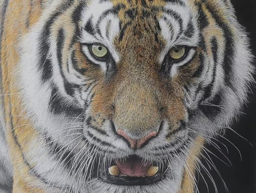 Diamond Painting Tiger Diamant Painting Bilder Erwachsene Tier Diamant Malere, DIY 5D Strass Stickerei Kreuzstich Mosaikherstellung Basteln für Deko Wohnzimmer, Geschenke für Frauen 100x75 cm F0-795 Diamond Painting Tiger Diamant Painting Bilder Erwachsene Tier Diamant Malere, DIY 5D Strass Stickerei Kreuzstich Mosaikherstellung Basteln für Deko Wohnzimmer, Geschenke für Frauen 100x75 cm F0-795 von FeiPride