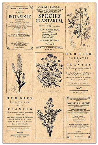 Florilèges Design fha112037 Stempel Scrapbooking Herbier, beige 15 x 10 x 2,5 cm von Florilèges Design