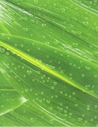 Transparentpapier 115g 23x33 Transparentpapier 115g 23x33 von Folia Bringmann