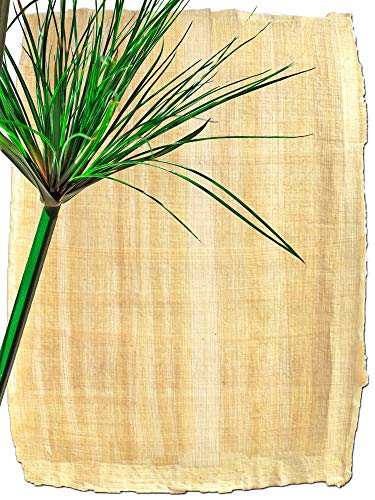 Forum Traiani Papyrus Blatt 21x16cm, Naturrand, echtes Papyri, handgelegtes Papyrus Papier, Papyrus-Rolle aus Ägypten, Unterrichtsmaterial Geschichte Naturprodukt von Forum Traiani