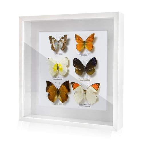 FramePro 3D-Bilderrahmen zum Befüllen, weiß Bilderrahmen extra tief Objektrahmen für Gegenstände, stabiles MDF-Holz mit Echtglas, 28x28 cm-perfekt zum Basteln und als Geschenk FramePro 3D-Bilderrahmen zum Befüllen, weiß Bilderrahmen extra tief Objektrahmen für Gegenstände, stabiles MDF-Holz mit Echtglas, 28x28 cm-perfekt zum Basteln und als Geschenk von FramePro