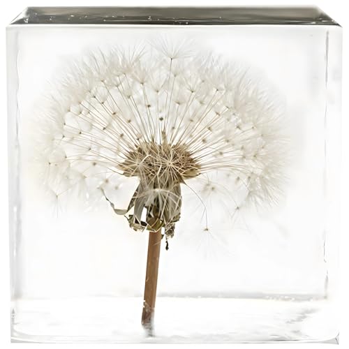 Echter Löwenzahn-Exemplar, konserviert in Acrylwürfel, natürliche Blume, Schreibtisch-Briefbeschwerer, 5,1 x 5,1 x 5,1 cm Echter Löwenzahn-Exemplar, konserviert in Acrylwürfel, natürliche Blume, Schreibtisch-Briefbeschwerer, 5,1 x 5,1 x 5,1 cm von Funabridge