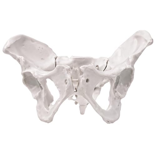 Lebensgroßes anatomisches weibliches Beckenmodell mit flexiblen beweglichen Gelenken, hochwertiges PVC für den Unterricht Lebensgroßes anatomisches weibliches Beckenmodell mit flexiblen beweglichen Gelenken, hochwertiges PVC für den Unterricht von Funabridge