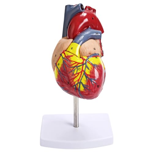 Lebensgroßes menschliches Herzmodell, 34 anatomisch korrekte Strukturen, montierte Basis für medizinische und Klassenzimmer Lebensgroßes menschliches Herzmodell, 34 anatomisch korrekte Strukturen, montierte Basis für medizinische und Klassenzimmer von Funabridge