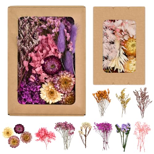 FuxFuis Trockenblumen Set Getrocknete Blumen, Trockenblumenstrauß Natürliche Trockenblumen zum Basteln Deko Bunt Strohblumen Mini Trockene Blumen für Epoxidharz, Kerzen, Grußkarten, Scrapbooking FuxFuis Trockenblumen Set Getrocknete Blumen, Trockenblumenstrauß Natürliche Trockenblumen zum Basteln Deko Bunt Strohblumen Mini Trockene Blumen für Epoxidharz, Kerzen, Grußkarten, Scrapbooking von FuxFuis