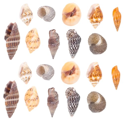 GARIOUANS 1 Schachtel Dekorative Kleine Muscheln Naturmaterialien für Diy Bastelarbeiten und Aquarien Wohnaccessoires und Dekorationen GARIOUANS 1 Schachtel Dekorative Kleine Muscheln Naturmaterialien für Diy Bastelarbeiten und Aquarien Wohnaccessoires und Dekorationen von GARIOUANS