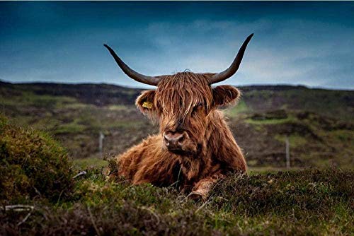 GEZHF Malen nach Zahlen für Erwachsene und Kinder DIY Ölgemälde Geschenk-Kits - Beef Schottland Highland Beef Cow Ox von GEZHF