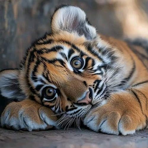 GHHKUD Tiger Diamond Painting für Erwachsene, Tiere 5D Diamant Painting Bilder für Erwachsene Anfänger, DIY Diamond Art Painting Set, Full Drill Diamant Malerei für Dekoration 30x30 CM von GHHKUD