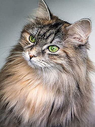 GIEAAO VAIIEYO 5D Diamond Painting Katze, Stickerei, Diamant, Tiermotiv, komplettes Set, Kreuzstich, Stickerei, Wohnzimmer, Schlafzimmer, Wandaufkleber, Dekoration, 30 x 40 cm GIEAAO VAIIEYO 5D Diamond Painting Katze, Stickerei, Diamant, Tiermotiv, komplettes Set, Kreuzstich, Stickerei, Wohnzimmer, Schlafzimmer, Wandaufkleber, Dekoration, 30 x 40 cm von GIEAAO