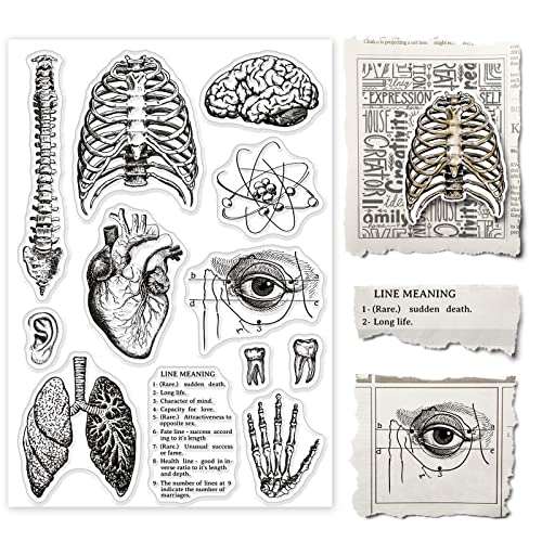 GLOBLELAND Menschliches Organ Klare Stempel für DIY Scrapbooking Dekor Körper Wirbelsäule Gehirn Herz Lunge Transparente Silikonstempel für die Herstellung von Karten Fotoalbum Dekoration von GLOBLELAND