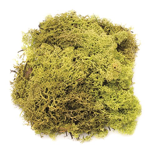 Glorex 6 3803 605 - Islandmoos, 50 g, hellgrün, zum Basteln, Dekorieren, für den Modell- und Krippenbau Glorex 6 3803 605 - Islandmoos, 50 g, hellgrün, zum Basteln, Dekorieren, für den Modell- und Krippenbau von GLOREX