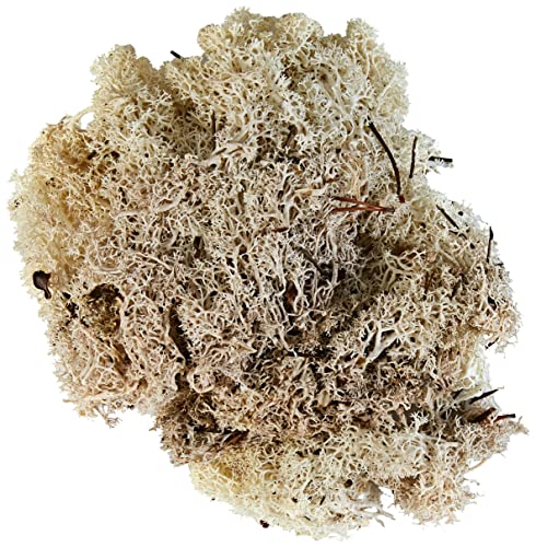 Glorex 6 3803 610 - Islandmoos, 50 g, natur, zum Basteln, Dekorieren, für den Modell- und Krippenbau Glorex 6 3803 610 - Islandmoos, 50 g, natur, zum Basteln, Dekorieren, für den Modell- und Krippenbau von GLOREX