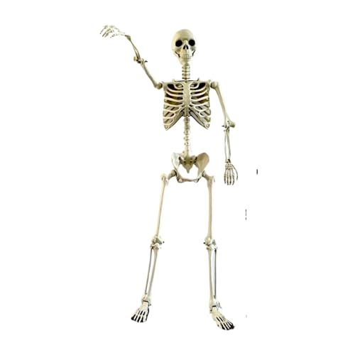 GLSZNQO Halloween Menschliches Skelett 90CM-240CM Bewegliches Skelett Menschliches Skelett Halloween Horror Dekoration Spukhaus Horror Requisiten(1.65M) von GLSZNQO