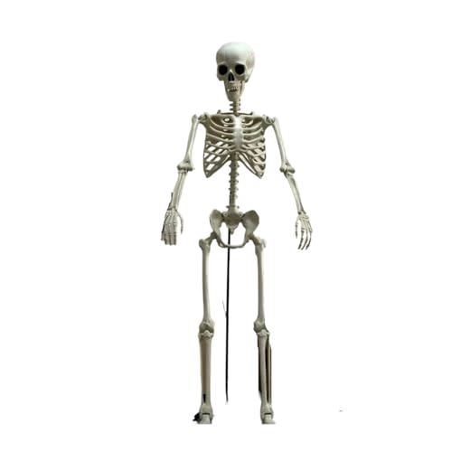 GLSZNQO Halloween Menschliches Skelett 90CM-240CM Bewegliches Skelett Menschliches Skelett Halloween Horror Dekoration Spukhaus Horror Requisiten(240CM) von GLSZNQO