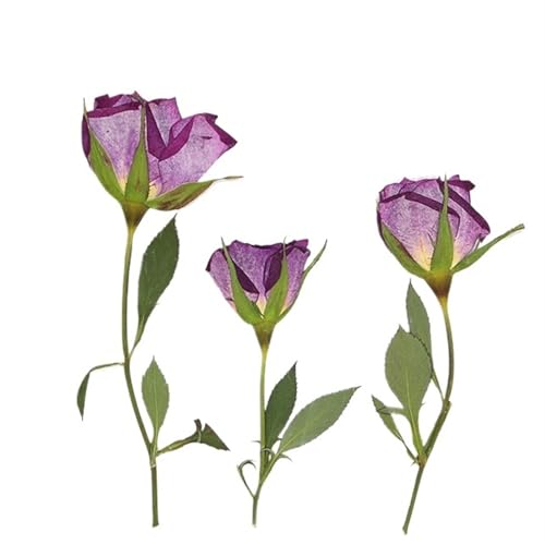 GMGQJST Trockenblumen 120 Stück seitlich gepresste getrocknete lila-orangefarbene Rosenblüten, Herbarbelege for Epoxidharz, Schmuck, Karten, Lesezeichen, Rahmen, Telefonhülle, Make-up-Lampe(Purple) GMGQJST Trockenblumen 120 Stück seitlich gepresste getrocknete lila-orangefarbene Rosenblüten, Herbarbelege for Epoxidharz, Schmuck, Karten, Lesezeichen, Rahmen, Telefonhülle, Make-up-Lampe(Purple) von GMGQJST