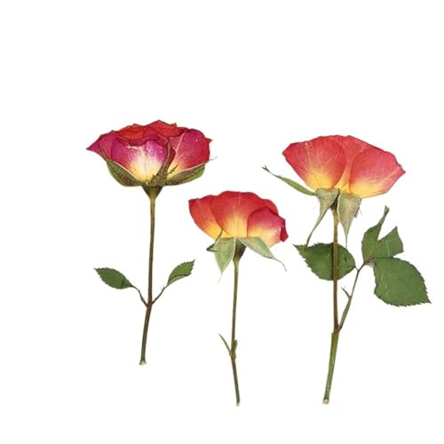 GMGQJST Trockenblumen 120 Stück seitlich gepresste getrocknete lila-orangefarbene Rosenblüten, Herbarbelege for Epoxidharz, Schmuck, Karten, Lesezeichen, Rahmen, Telefonhülle, Make-up-Lampe(Orange) GMGQJST Trockenblumen 120 Stück seitlich gepresste getrocknete lila-orangefarbene Rosenblüten, Herbarbelege for Epoxidharz, Schmuck, Karten, Lesezeichen, Rahmen, Telefonhülle, Make-up-Lampe(Orange) von GMGQJST