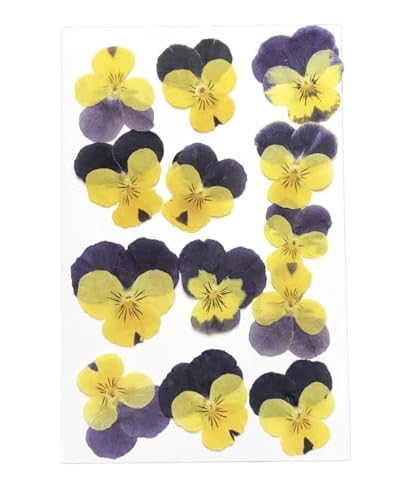 GMGQJST Trockenblumen 1Set Gepresste Getrocknete Corydalis Suaveolens Herbarbelege for Nail Art Gesicht Machen UP Epoxidharz Schmuck Rahmen Telefon Fall Handwerk DIY(Beige,120pcs) von GMGQJST
