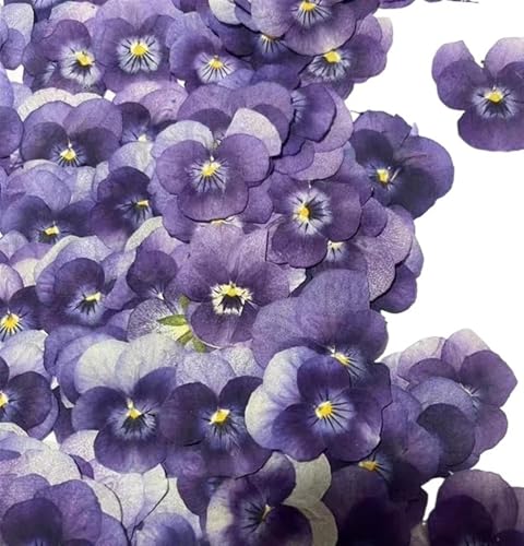 GMGQJST Trockenblumen 1Set Gepresste Getrocknete Corydalis Suaveolens Herbarbelege for Nail Art Gesicht Machen UP Epoxidharz Schmuck Rahmen Telefon Fall Handwerk DIY(Blue,120pcs) von GMGQJST