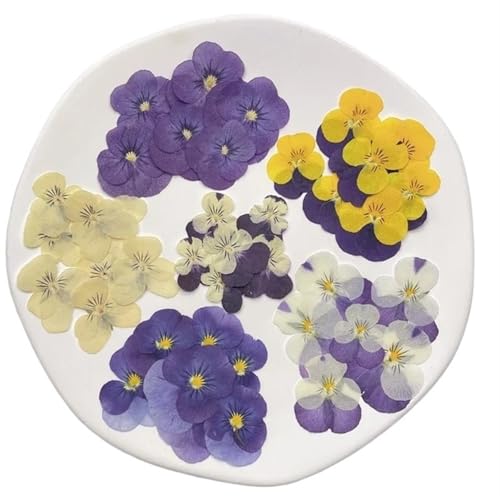 GMGQJST Trockenblumen 1Set Gepresste Getrocknete Corydalis Suaveolens Herbarbelege for Nail Art Gesicht Machen UP Epoxidharz Schmuck Rahmen Telefon Fall Handwerk DIY(Colorful,60pcs) von GMGQJST